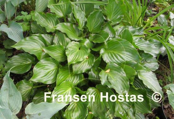 Hosta Rippled Honey