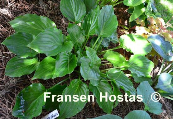 Hosta Rippled Honey