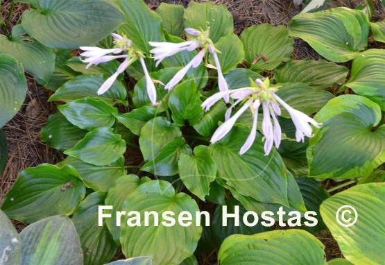 Hosta Rippled Honey