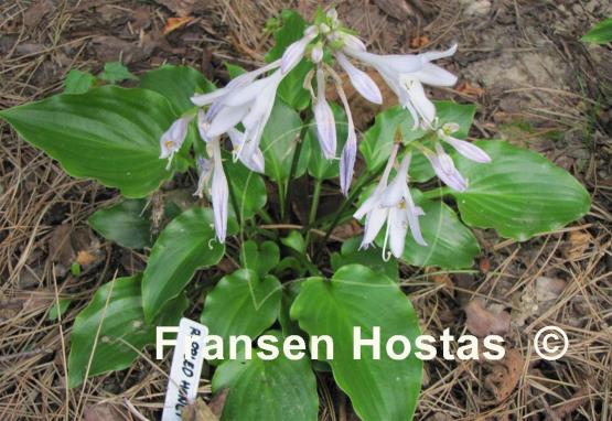 Hosta Rippled Honey