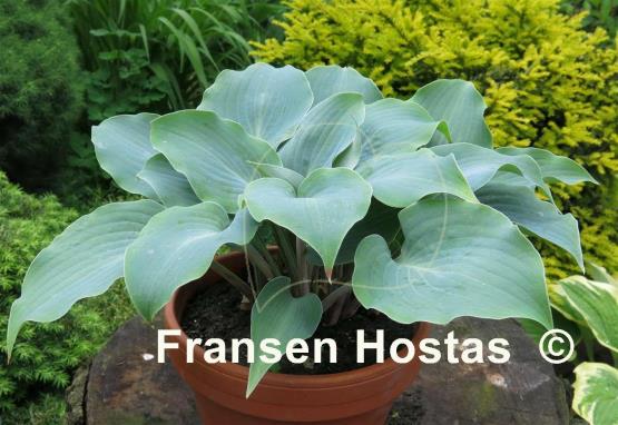 Hosta Riptide