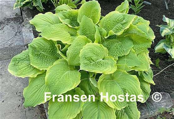 Hosta Rising Star