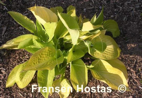 Hosta Rising Sun