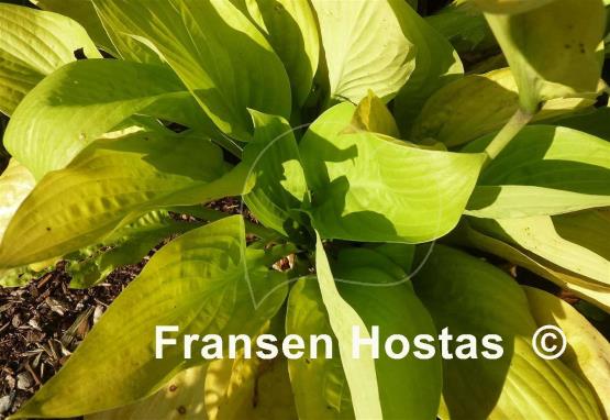 Hosta Rising Sun