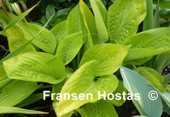 Hosta Rising Sun