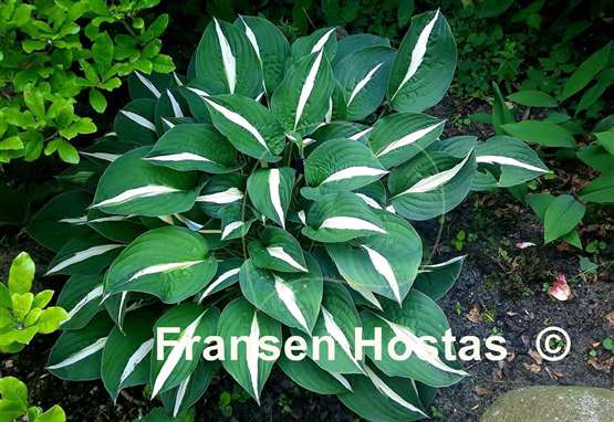 Hosta Risky Business 