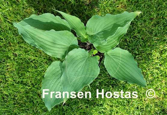 Hosta River Dance