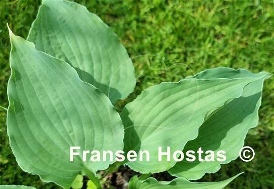 Hosta River Dance