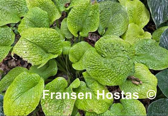 Hosta River Valley Gold