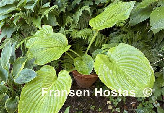 Hosta Riverboat Queen