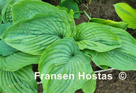 Hosta Riverboat Queen