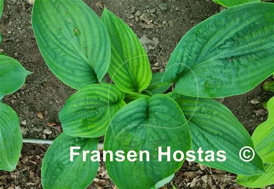 Hosta Riverboat Queen