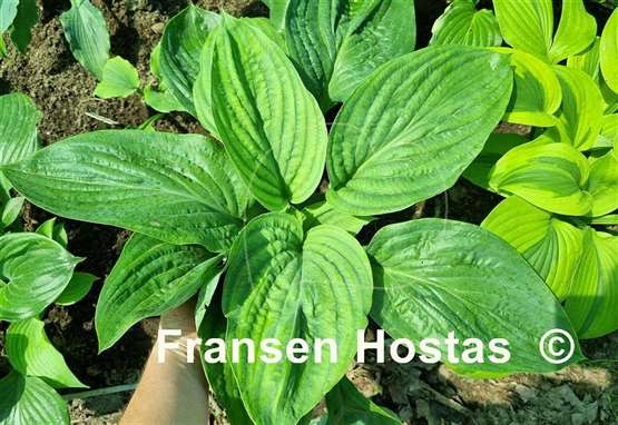 Hosta Riverboat Queen