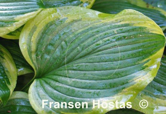 Hosta Riviera Sunset