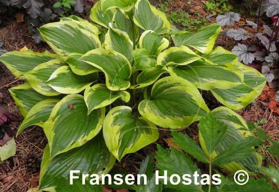 Hosta Riviera Sunset