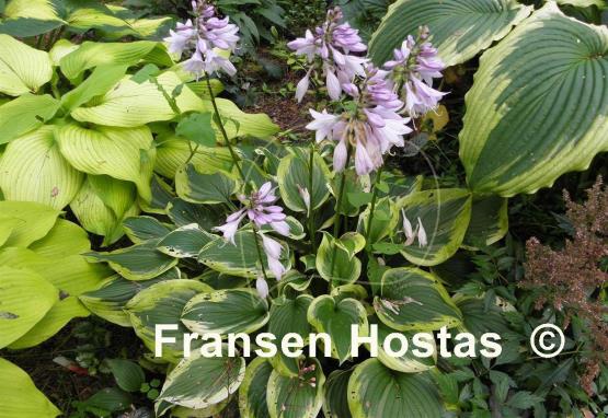 Hosta Riviera Sunset