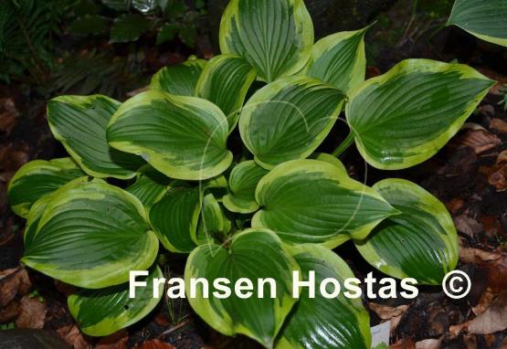 Hosta Riviera Sunset