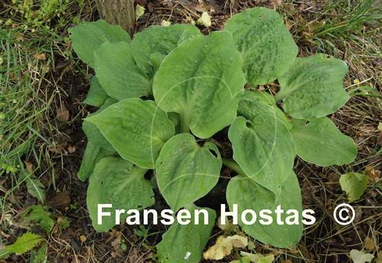 Hosta Road Rage