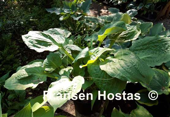 Hosta Road Rage