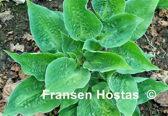 Hosta Road Rage