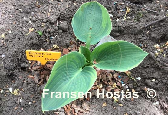 Hosta Roberta