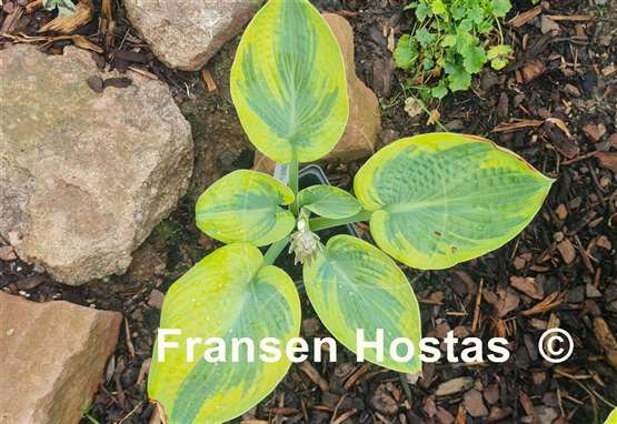 Hosta Roberta