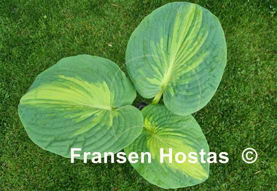 Hosta Robin Hood