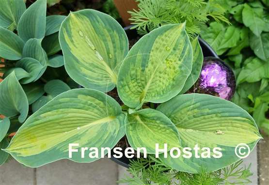 Hosta Robin Hood