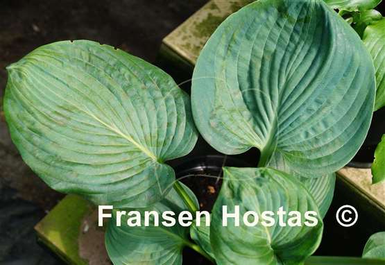 Hosta Robin Hood