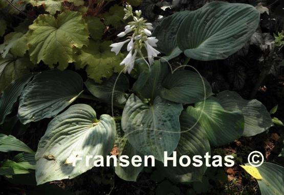 Hosta Robin Hood
