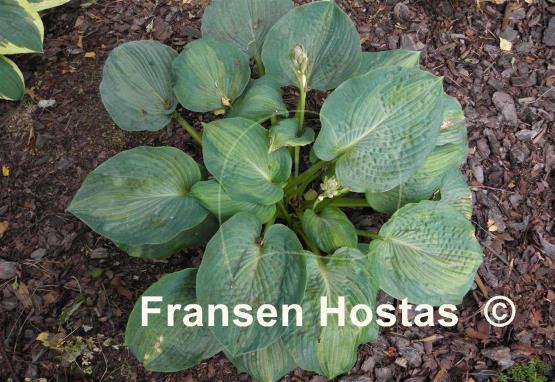 Hosta Robin Hood
