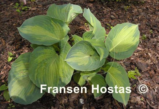 Hosta Robin Hood