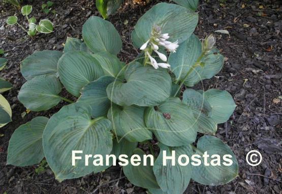 Hosta Robin Hood