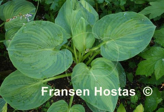 Hosta Robin Hood