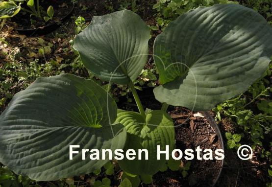 Hosta Robin of Loxley