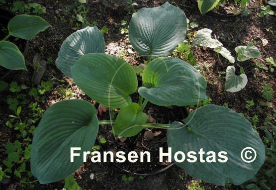 Hosta Robin of Loxley