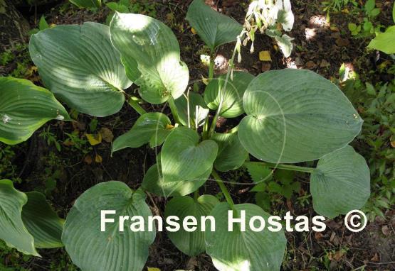 Hosta Robin of Loxley