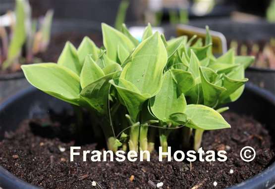 Hosta Rock Island Line