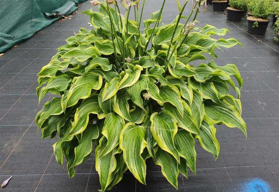 Hosta Rock Happy