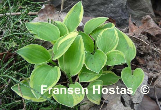 Hosta Rock Island Line