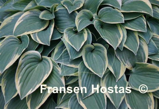 Hosta Rock Island Line