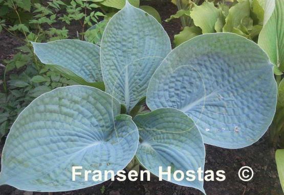 Hosta Rock and Roll