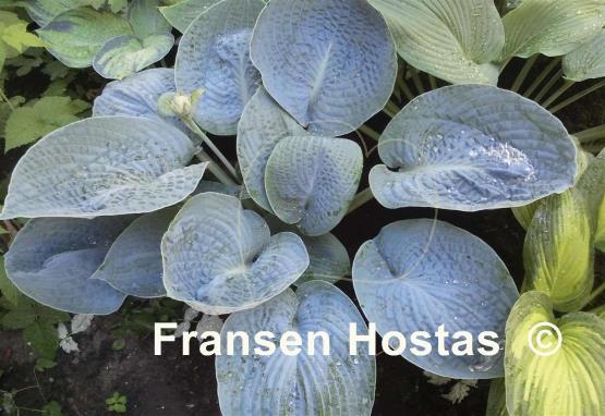 Hosta Rock and Roll