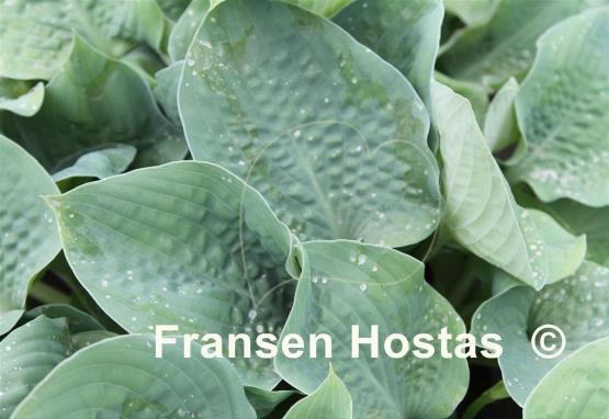 Hosta Rock of Gibraltar