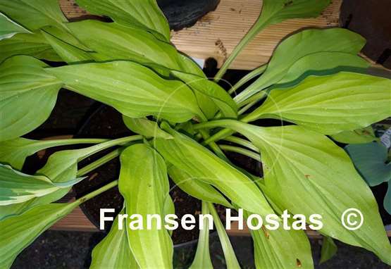 Hosta Rocket City