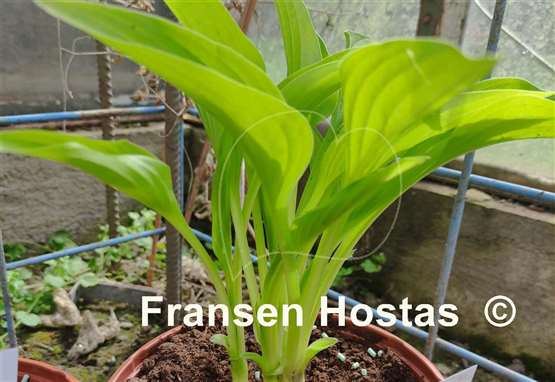 Hosta Rocket City
