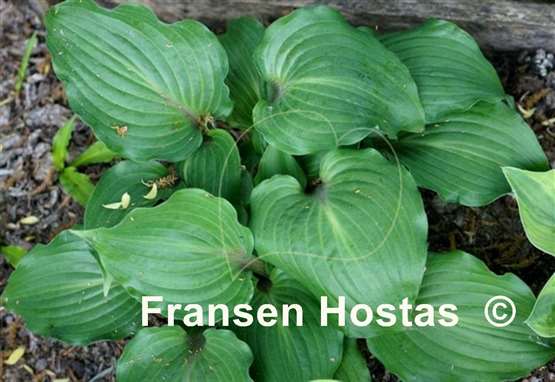 Hosta Rocket's Red Glare
