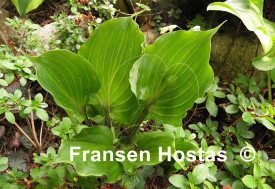 Hosta Rocket's Red Glare