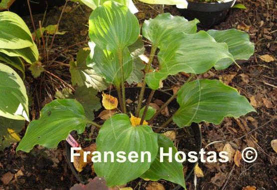 Hosta Rocket's Red Glare