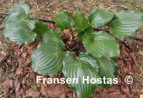 Hosta Rocket's Red Glare